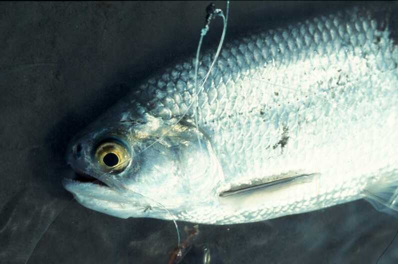 close up of goldeye fish caught with spinner and line still in mouth