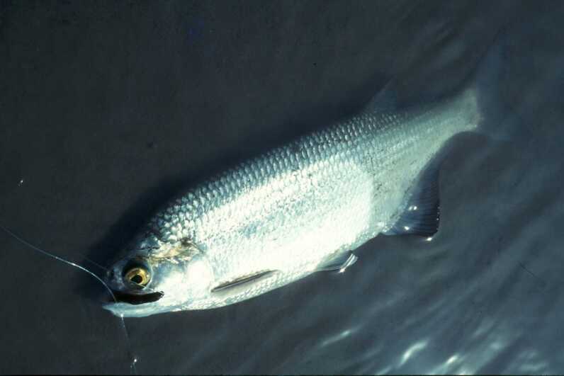 goldeye fish laid down on tarp with fishing line still in mouth