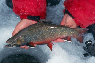 person holding brook trout near ice red jacket