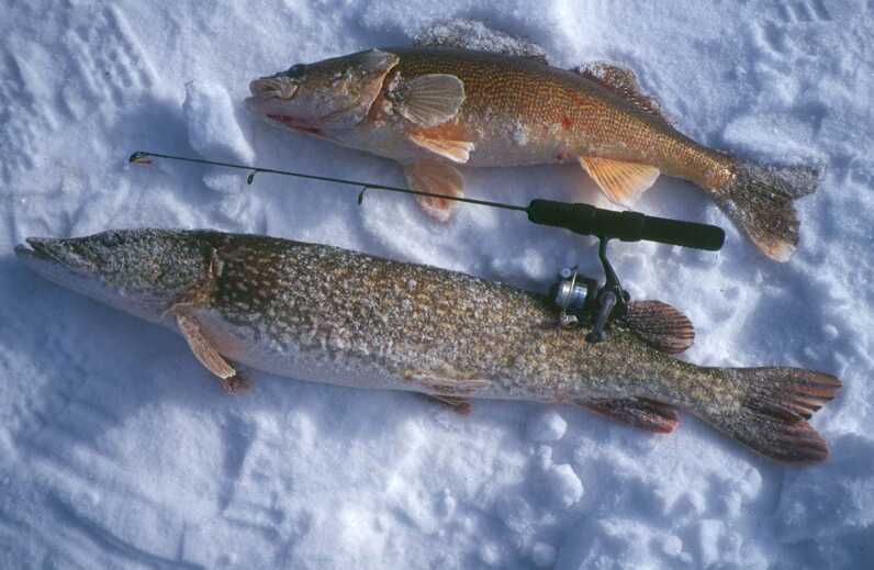 two dead fish laying perpendicular on snow with fishing rod between them