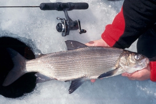 fish pulled out of ice fishing hole 