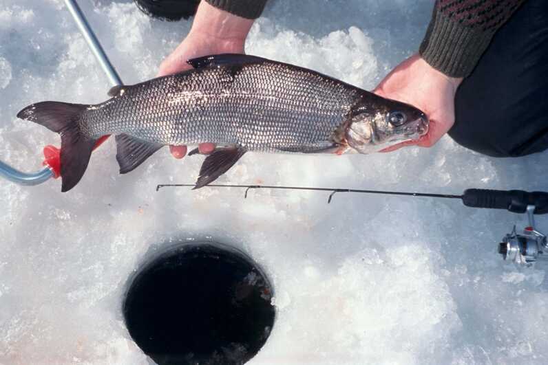 person holding medium size white fish near ice fishing hole