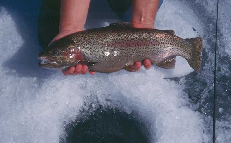 rainbow trout held with bare hands over ice fishing hole