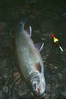 medium to large fish laid on rocky ground next to slip bobber