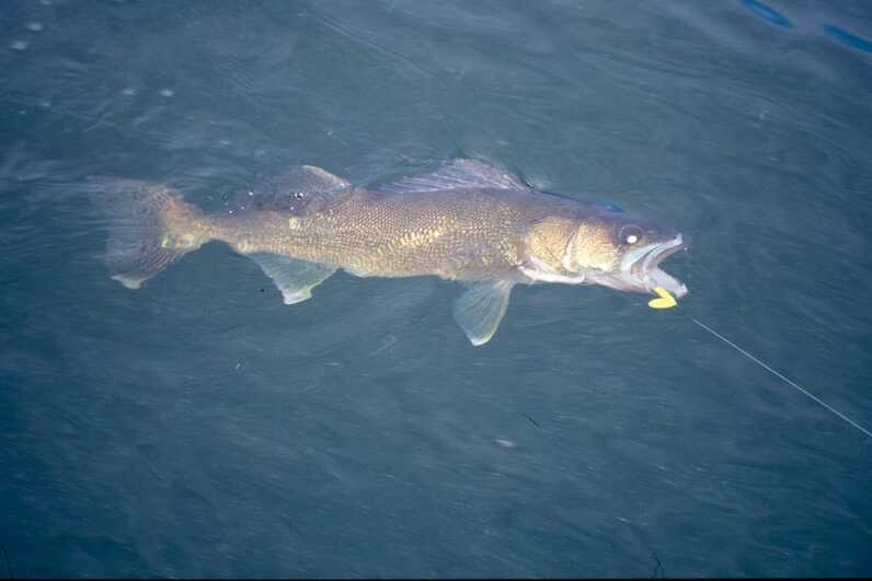 walleye in water with mouth agape with fishing line and lure pulling in