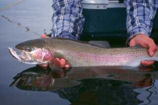 close up of person holding medium to large fish half submerged in water