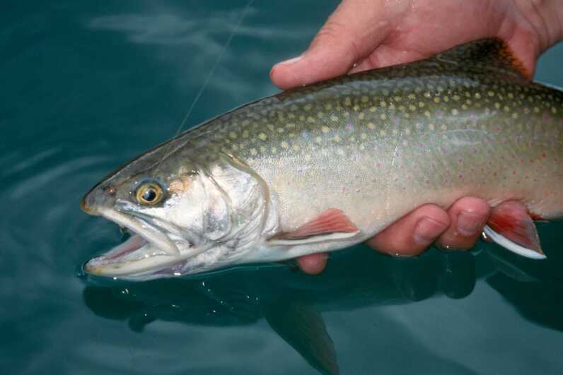 close up of wet fish with mouth agape held by human hand