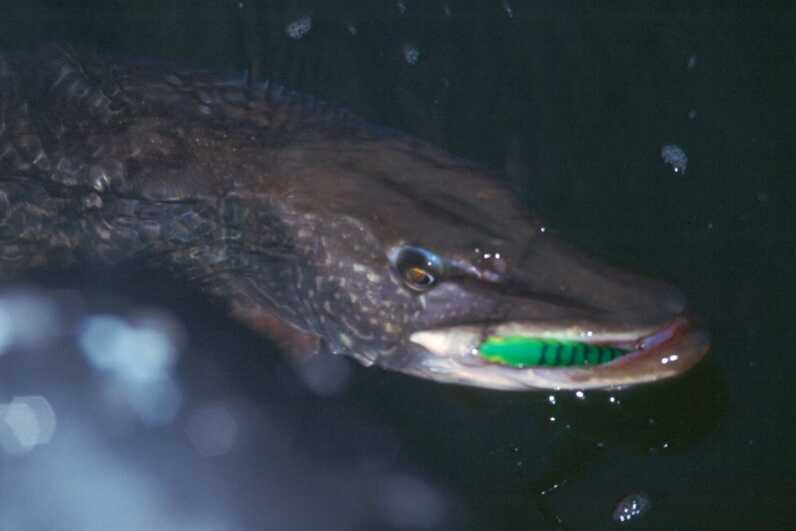 close up of pike face with lure in mouth