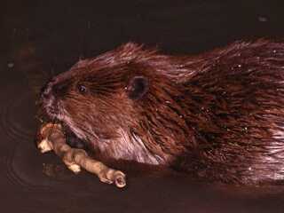 beaver in the water with stick in its mouth