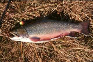 brookie laid flat on forest floor grass