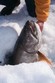 large fish propped inside snow with head poking out