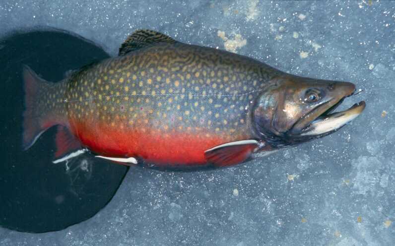 swollen brook trout with vivid red belly tail coming out of ice fishing hole