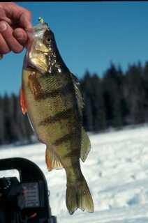 small perch held by its mouth