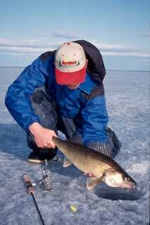 man squatting above ice holding medium size fish by the tail above ice fishing hole