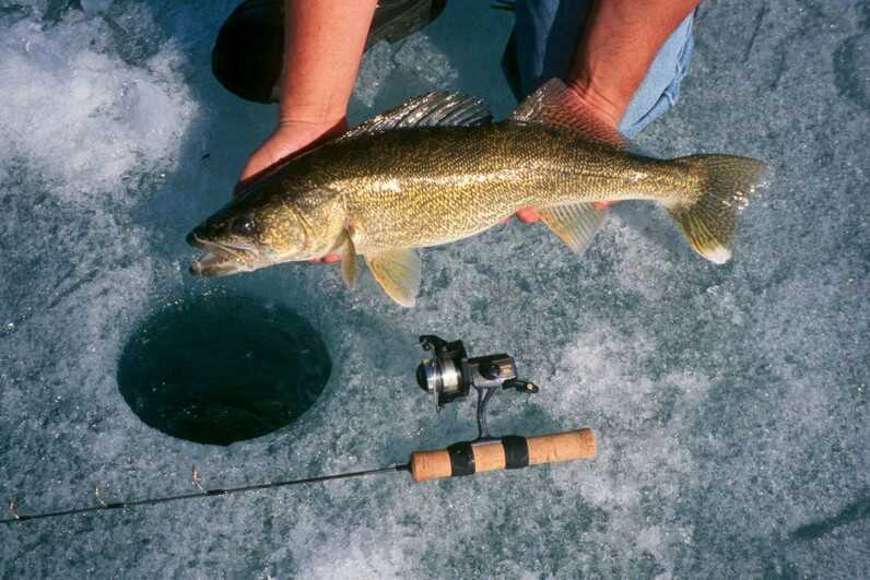 walleye held by two hands above ice fishing hole next to ice fishing rod