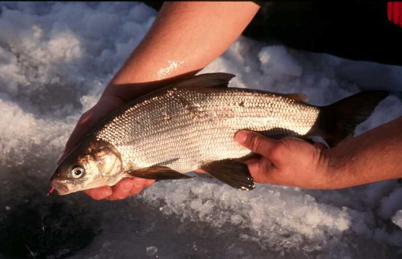 white fish held by bare hands over slushy ice