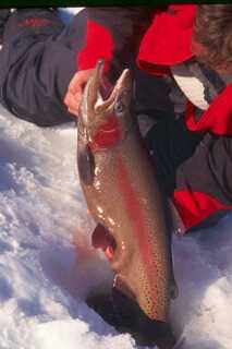 shiny fish being pulled out of ice fishing hole by man laying on his side in the snow