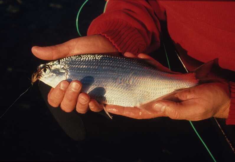 small silver scaled fish caught by brown lure held with 2 hands