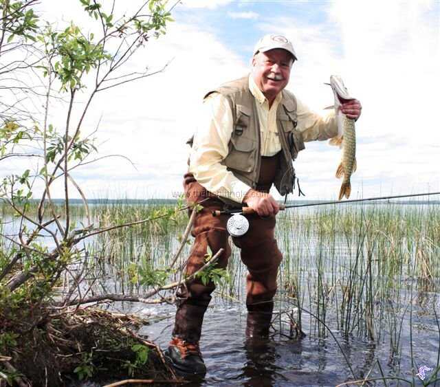 Pike prowl the shallows of following their spring spawn