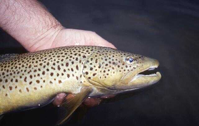 Brown Trout