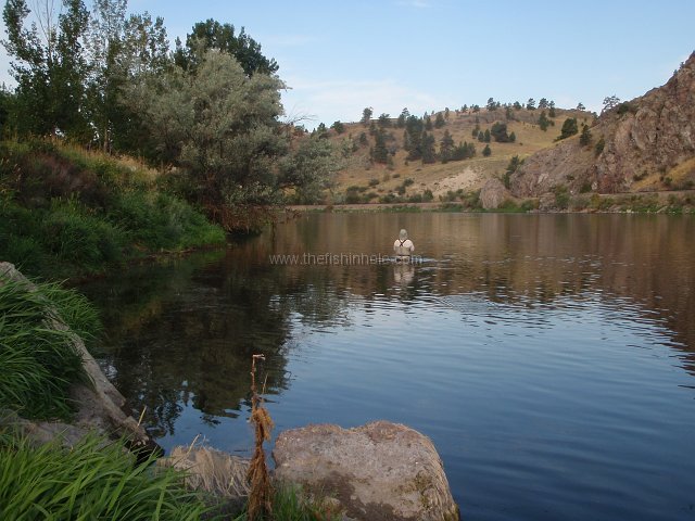 When trout are feeding on the surface they can be approached much closer