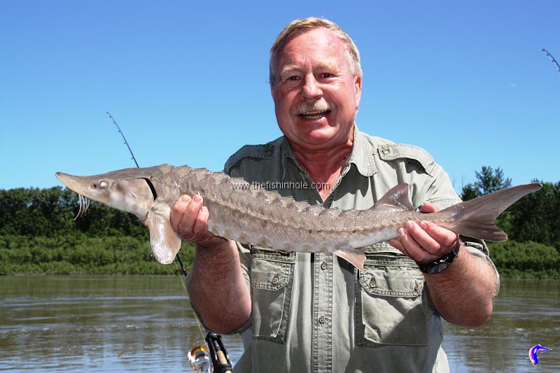 Sturgeon are Alberta's largest but mostly unappreciated game fish