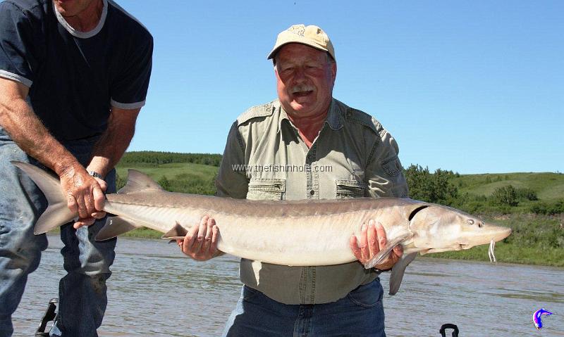 North Saskatchewan 131 cm Alberta sturgeon