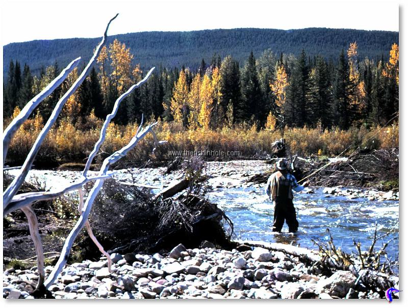 Low, clear water allows the angler to see both his fly and the attacking trout