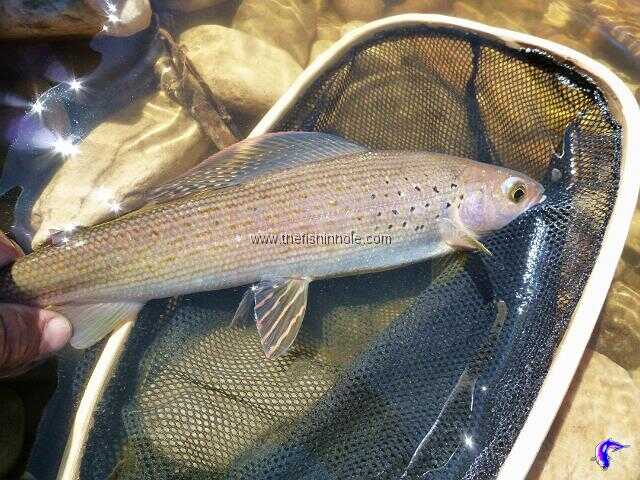 Chasing Arctic grayling throughout the Alberta boreal