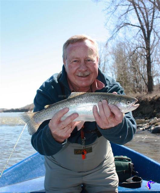 Size matters like this Bow River rainbow trout