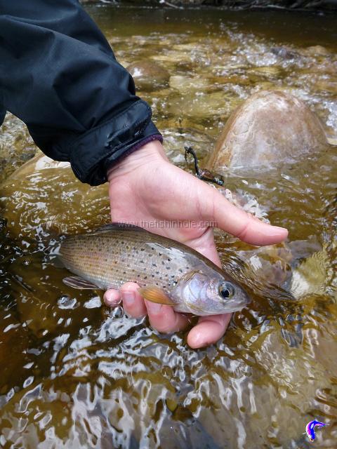 most grayling will hit it straight up with no muss or fuss.