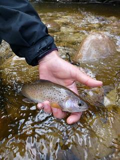 Most grayling will hit it straight up with no muss or fuss