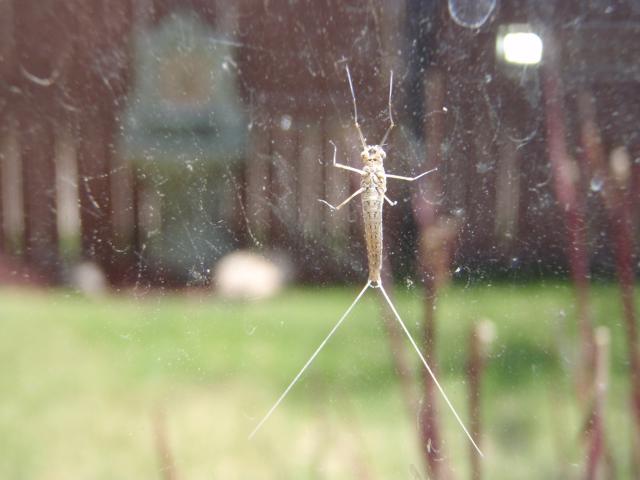 Underside of a Mayfly