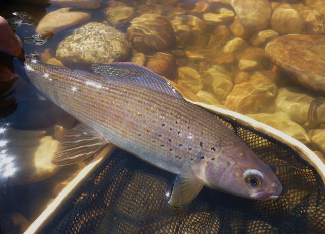 Arctic Grayling