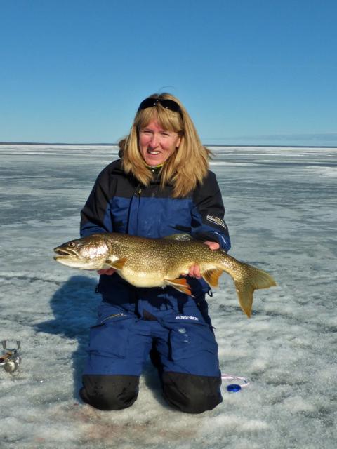 Cold Lake, Lake Trout