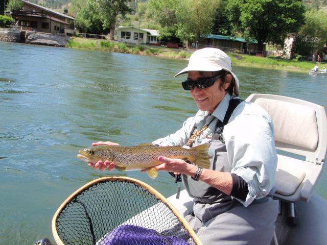 The Missouri holds large numbers of both rainbows and browns