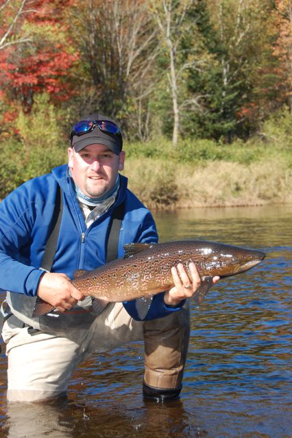 A typical male salmon from the Miramichi