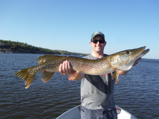 Post-spawn pike were quick to hit topwater lures