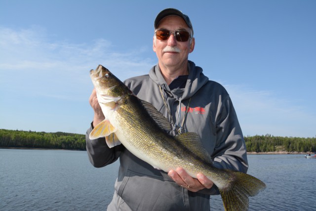 Walleye in excess of 25 inches are common on the Winnipeg River