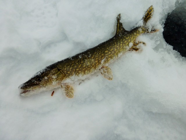 First fish: a pike.  Proof positive that we had found the lake, and there were fish in it