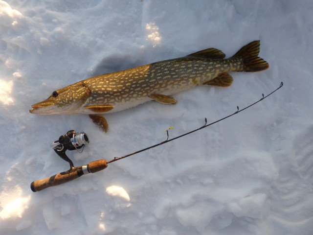 A heavy pike, and a bonus catch, as it crushed a small jig intended for perch