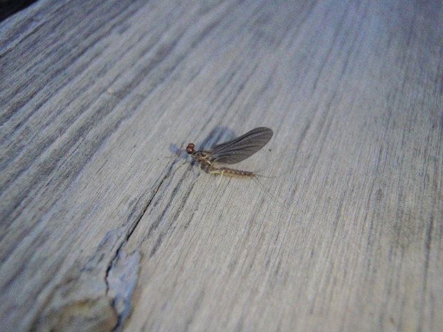 Learning at least a little entomology will help you become a better fly fisherman