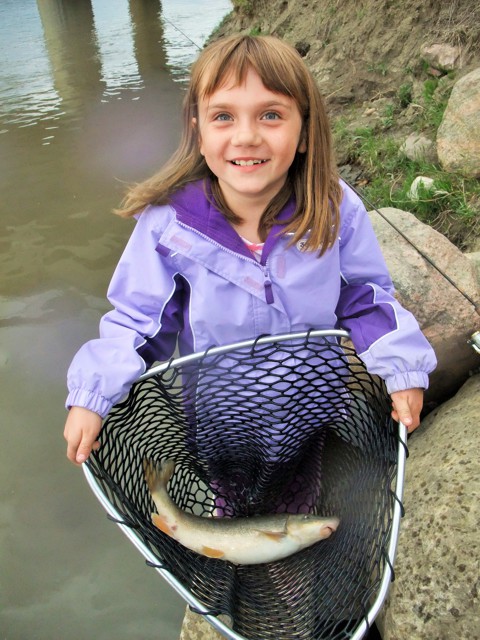 River longnose sucker is food for a northern pike