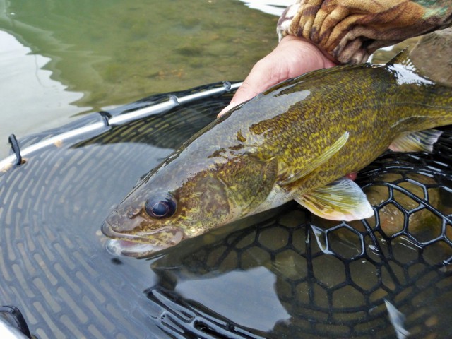 Bobber fishing North Saskatchewan River produces walleye, suckers, goldeye, and pike