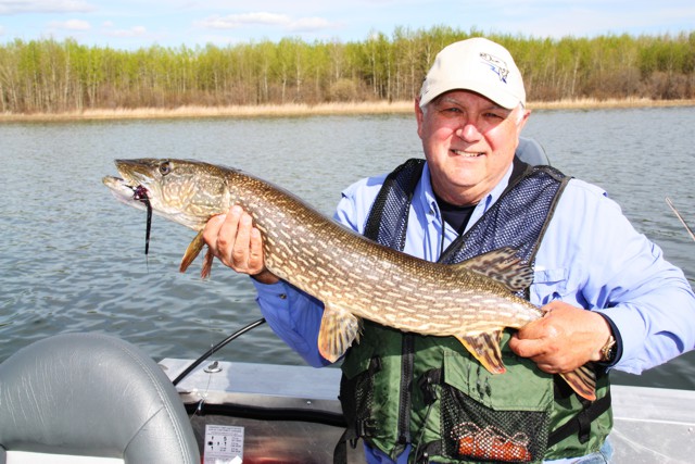 Trophy size pike in Wabamun Lake Alberta