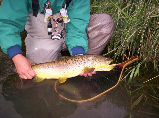 Brown trout think about spawning in the shorter days of fall