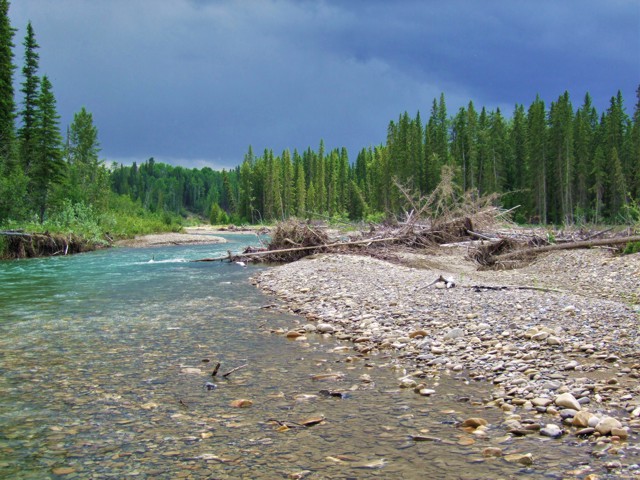 Fall Whitefish in Alberta