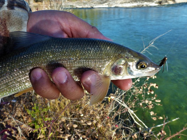 Nymph on bottom Whitefish