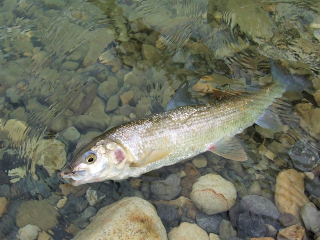 Rocky Mountain Whitefish Alberta nymph feeding