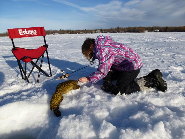 Big Burbot Lac St Anne Alberta